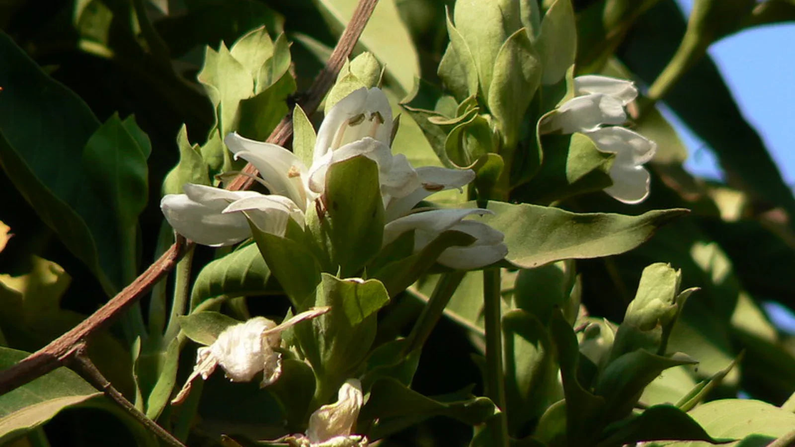 Vasaka Plant: Medicinal Uses, Health Benefits & Side Effects