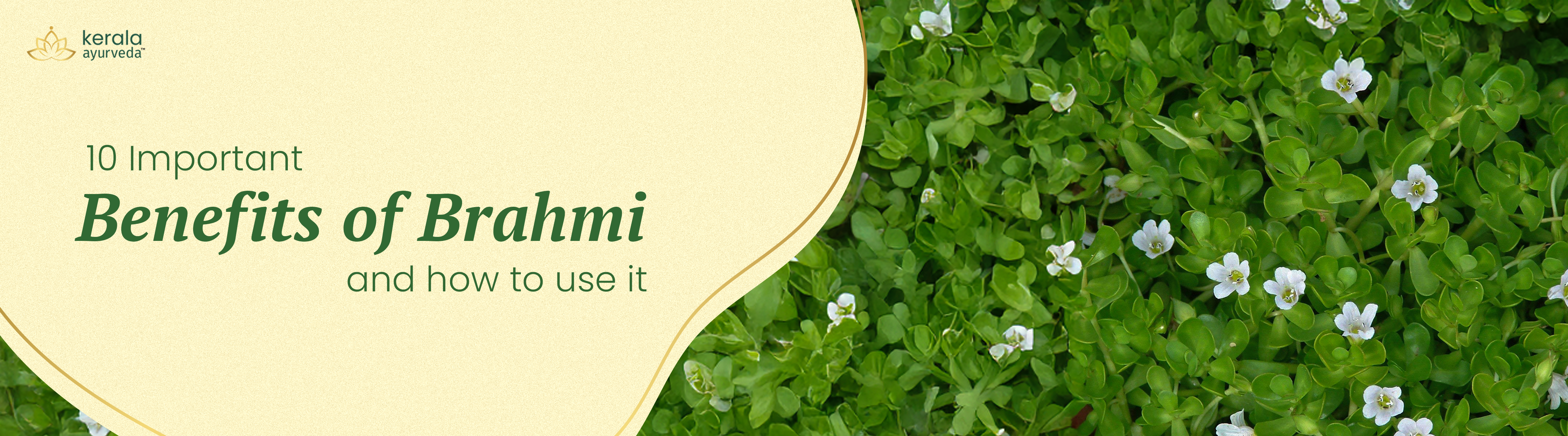 10 Important Benefits of Brahmi and How to Use it