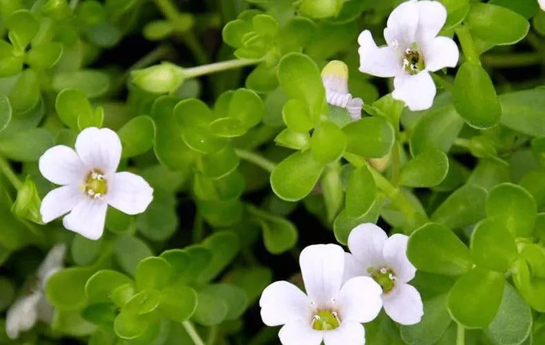 ब्राह्मी: चमत्कारी फायदे, उपयोग, और दुष्प्रभाव!