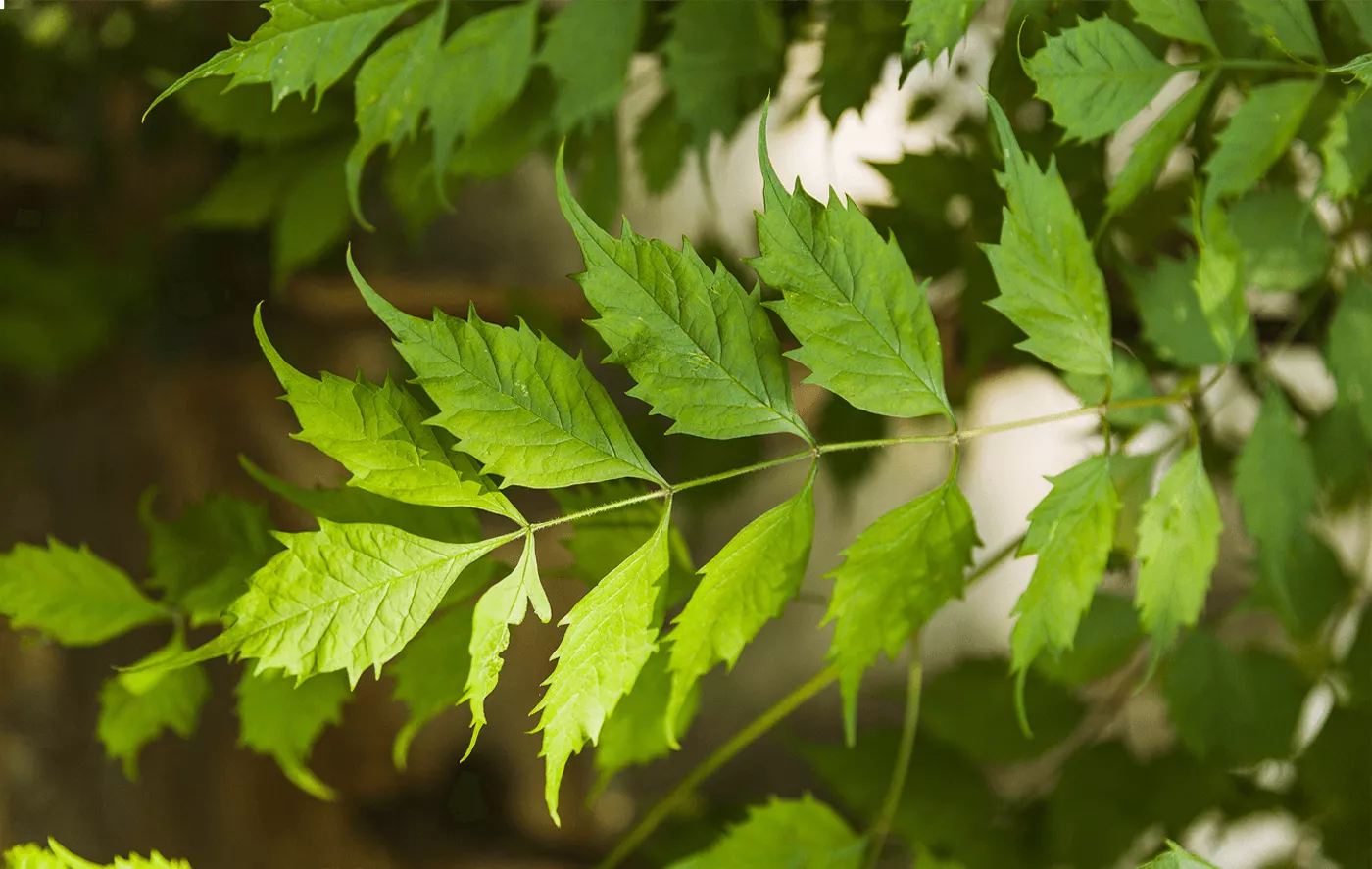 Neem: Medicinal Properties, Benefits and Methods of Use