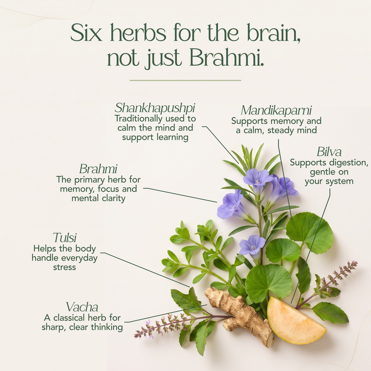 Brahmi Pearls for Memory, Focus, Mental Clarity & Stress Relief (40 Nos)