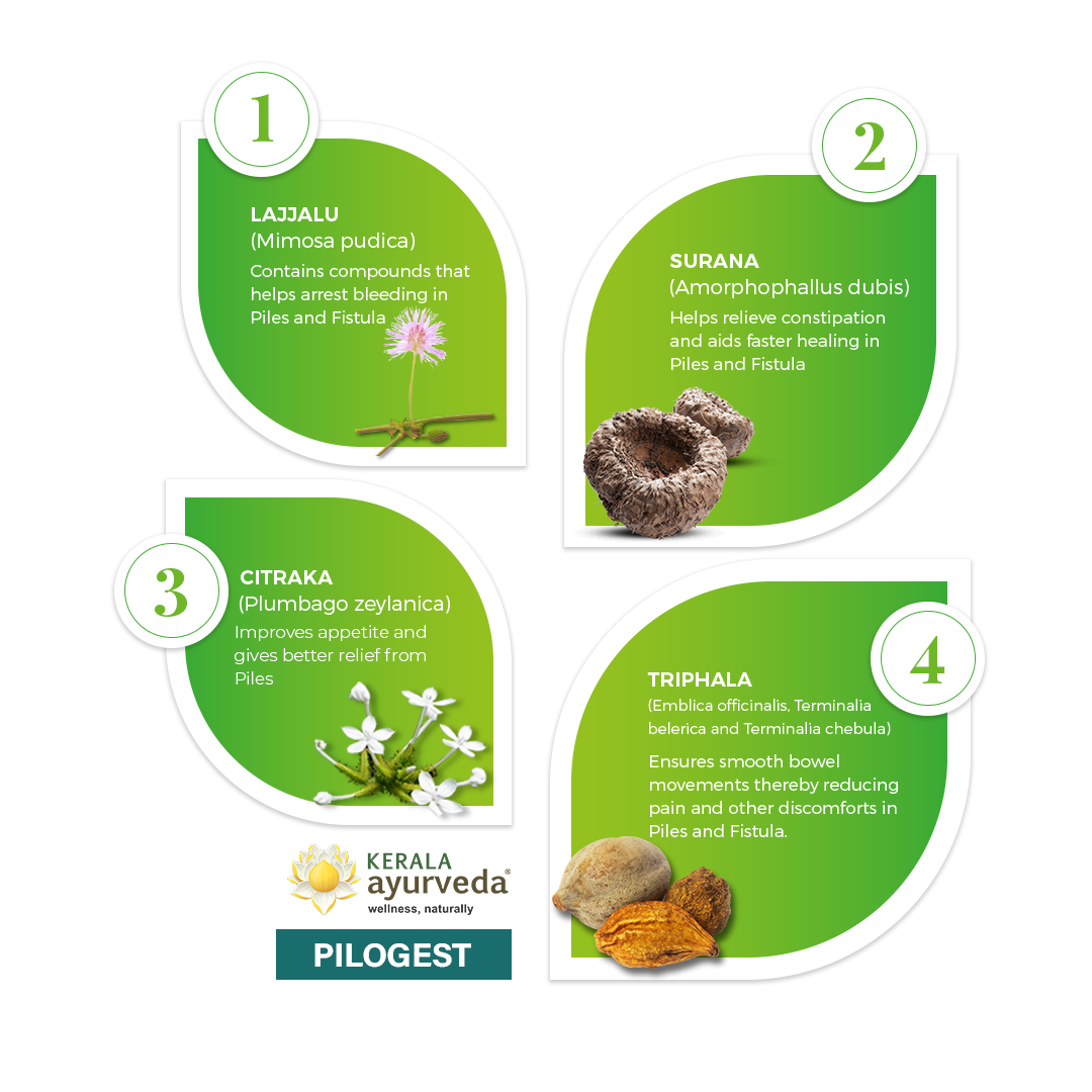 Banner illustrating key ingredients of Pilogest Capsule: Lajjalu, Surana, Citraka, and Triphala, detailing their benefits for arresting bleeding, relieving constipation, improving appetite, and ensuring smooth bowel movements in piles and fistula. – Kerala Ayurveda India