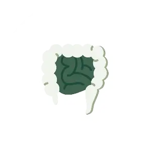 Ayurvedic roducts for Detox & Gut Health