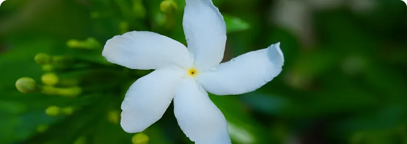 Nandivriksha